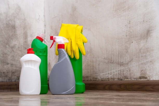 Reliable Detroit Beach, MI Mold Removal Solutions